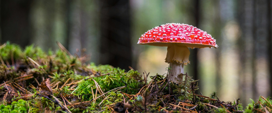 IL MAGICO MONDO DEI FUNGHI